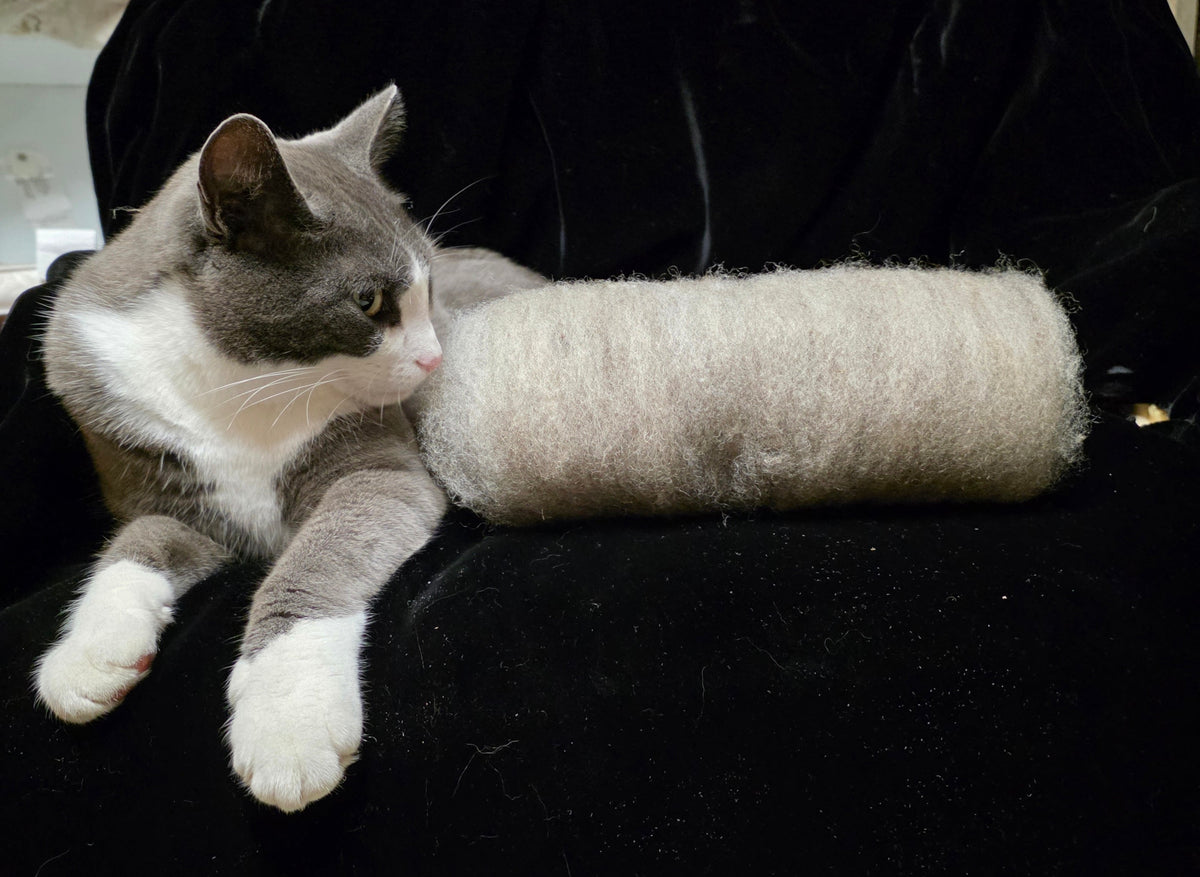A gray and white cat lies on a black velvet chair next to a gray romney wool batt.