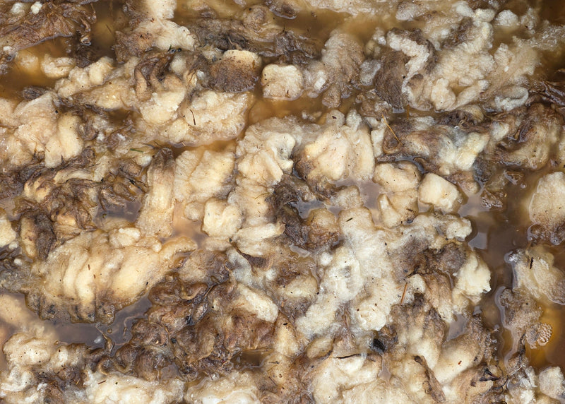 A close up view of raw wool soaking in a scouring bath.